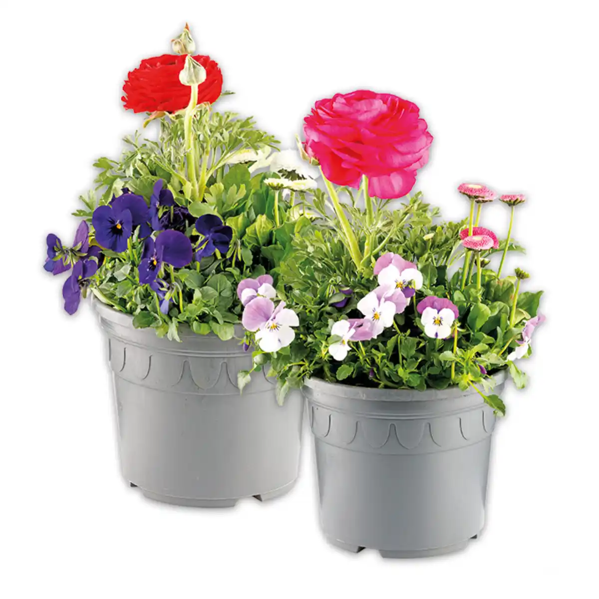 Bild 1 von Buntes Frühlings-Trio XXL