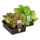 Bild 1 von Salatpflanzen