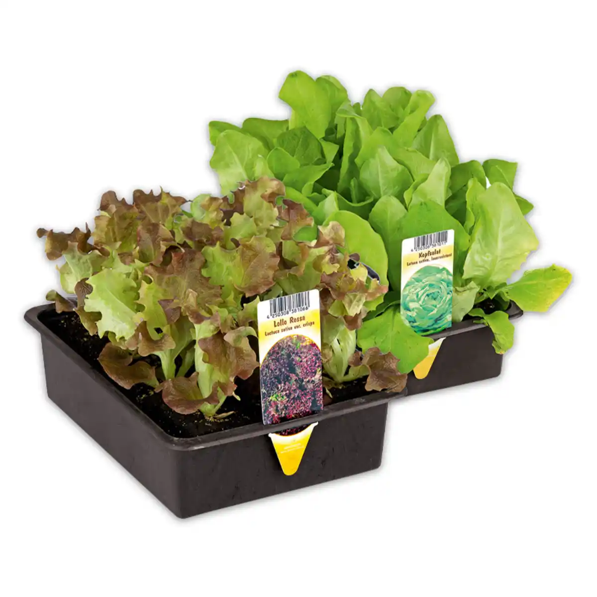 Bild 1 von Salatpflanzen