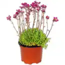 Bild 1 von Stauden-Mix