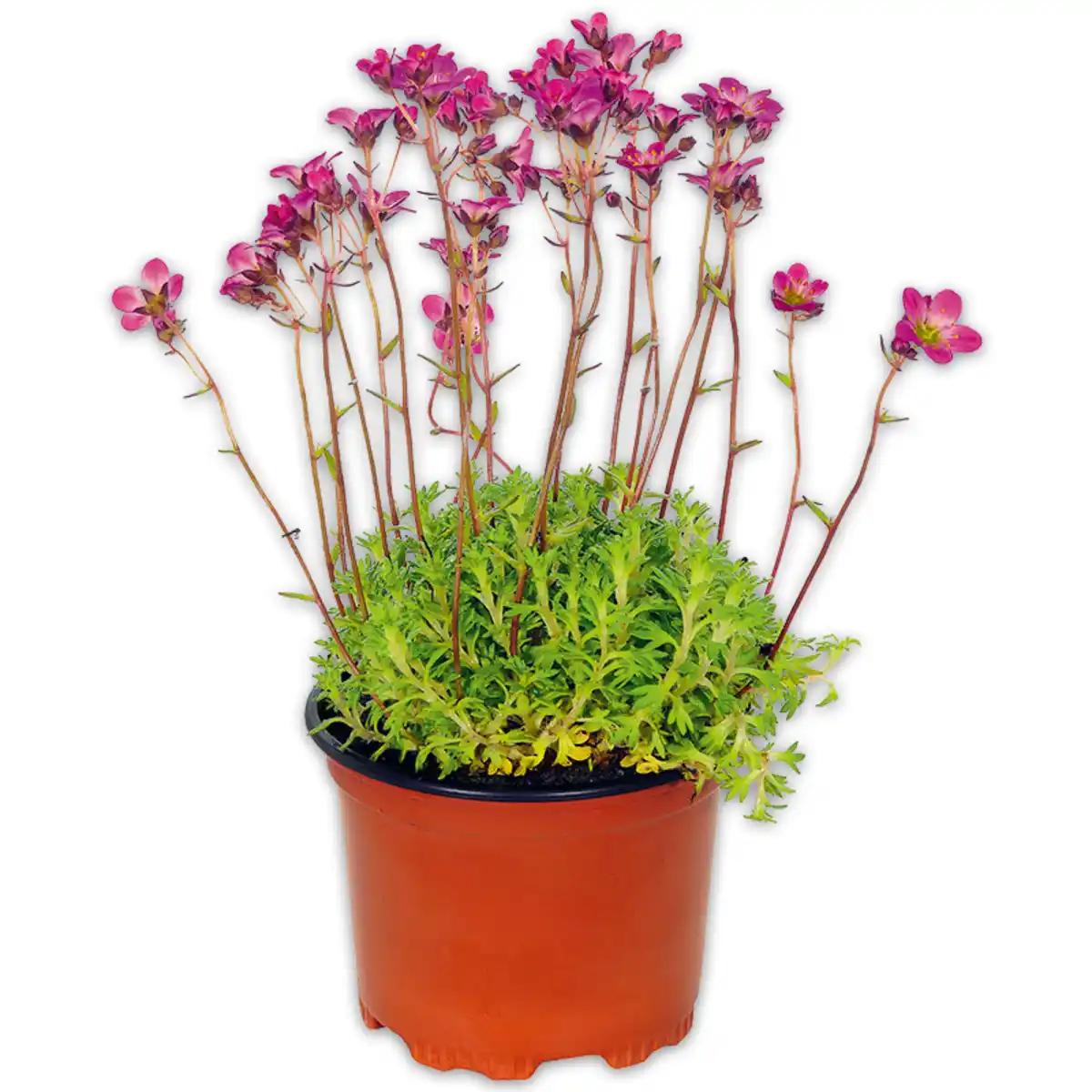 Bild 1 von Stauden-Mix