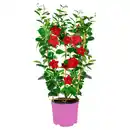 Bild 1 von GARDENLINE Dipladenie Spalier T14 Rot