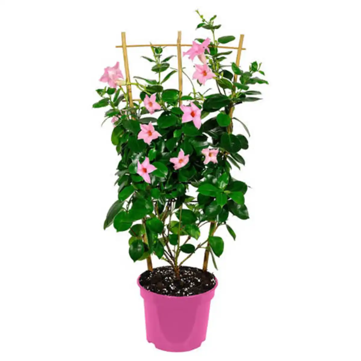 Bild 1 von GARDENLINE Dipladenie Spalier T14 Pink-Rosa