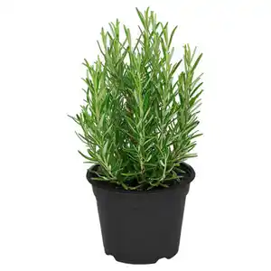 GARDENLINE Italienischer Kräuter-Mix, Rosmarin