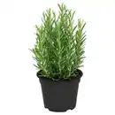 Bild 1 von GARDENLINE Italienischer Kräuter-Mix, Rosmarin