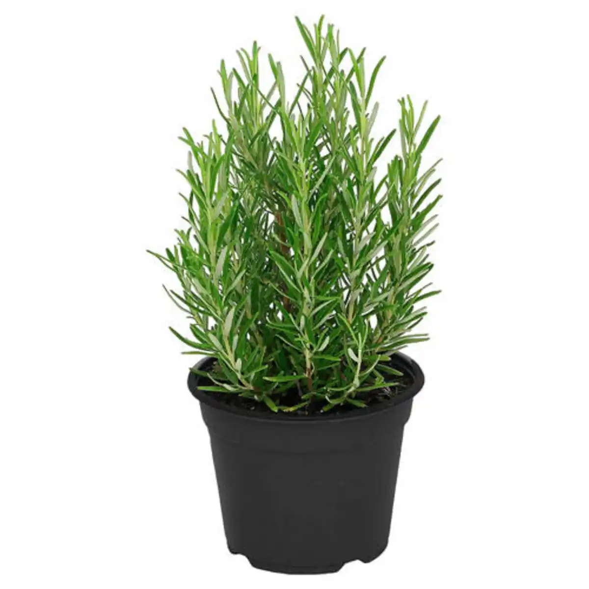 Bild 1 von GARDENLINE Italienischer Kräuter-Mix, Rosmarin