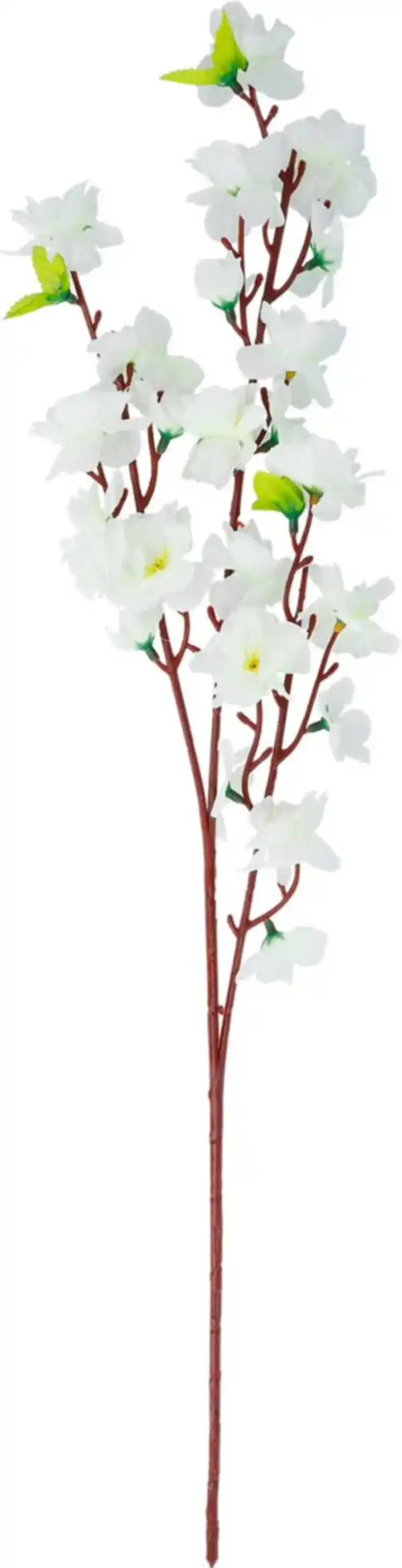 Bild 2 von Blütenzweig