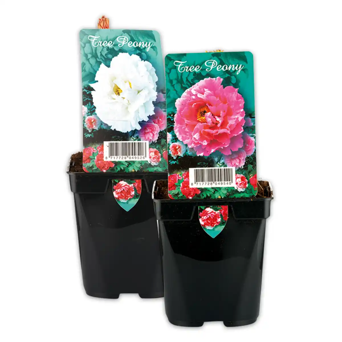 Bild 1 von Edle Baumpfingstrose