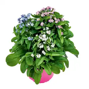 "Myosotis Trios" Vergissmeinnicht