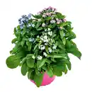 Bild 1 von "Myosotis Trios" Vergissmeinnicht
