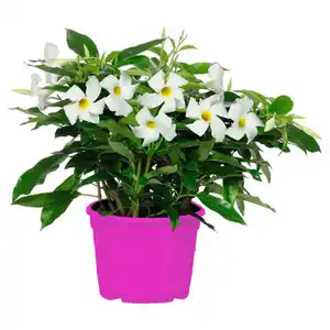 GARDENLINE Dipladenie Busch weiß