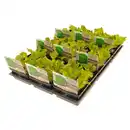 Bild 1 von GARDENLINE Salatschalen 6er-Set, Lollo Bionda