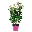 Bild 1 von GARDENLINE Dipladenie Spalier Rosa
