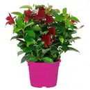 Bild 1 von GARDENLINE Dipladenie Busch rot