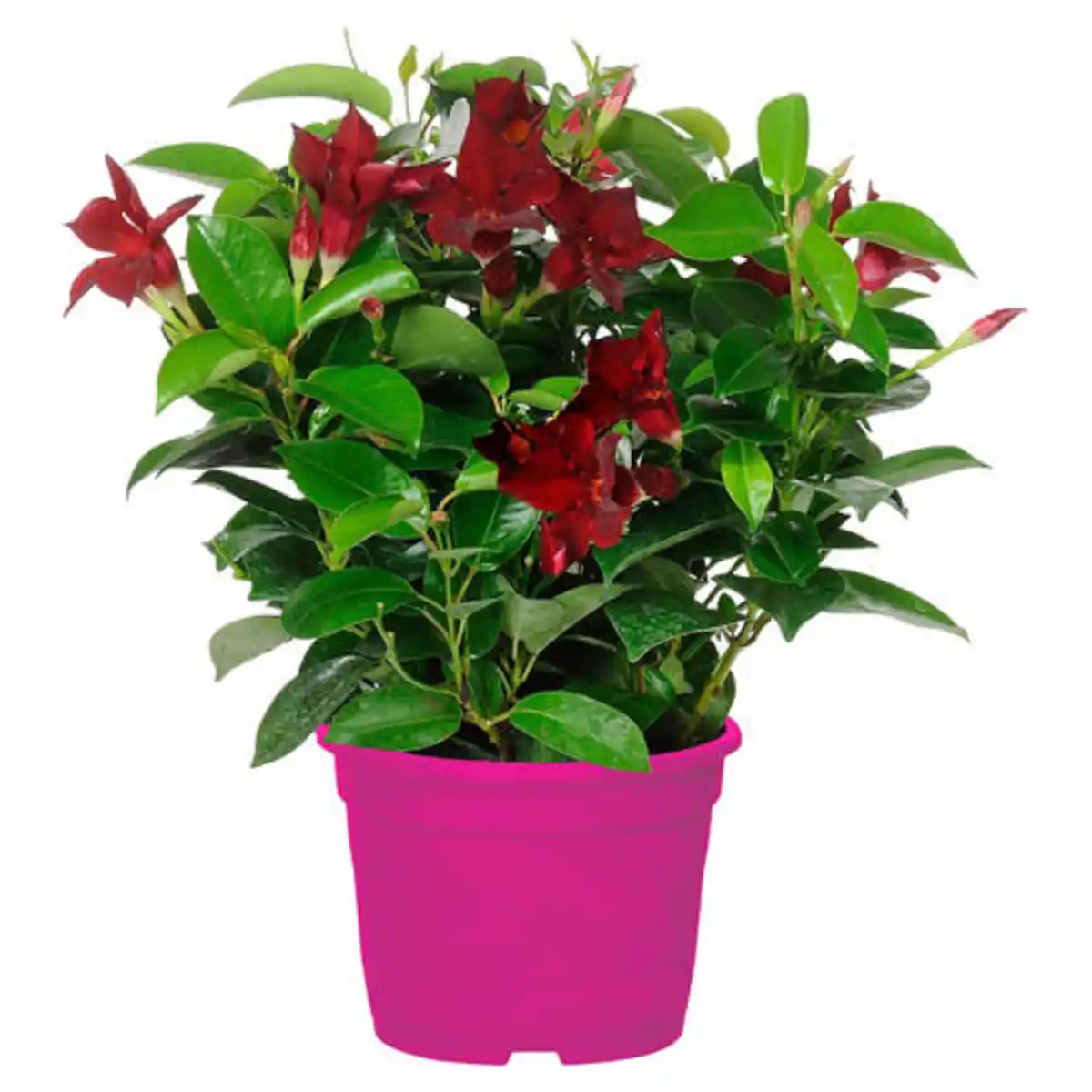 Bild 1 von GARDENLINE Dipladenie Busch rot