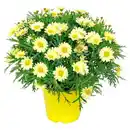 Bild 1 von GARDENLINE Italienischer Blühmix, Strauchmargerite