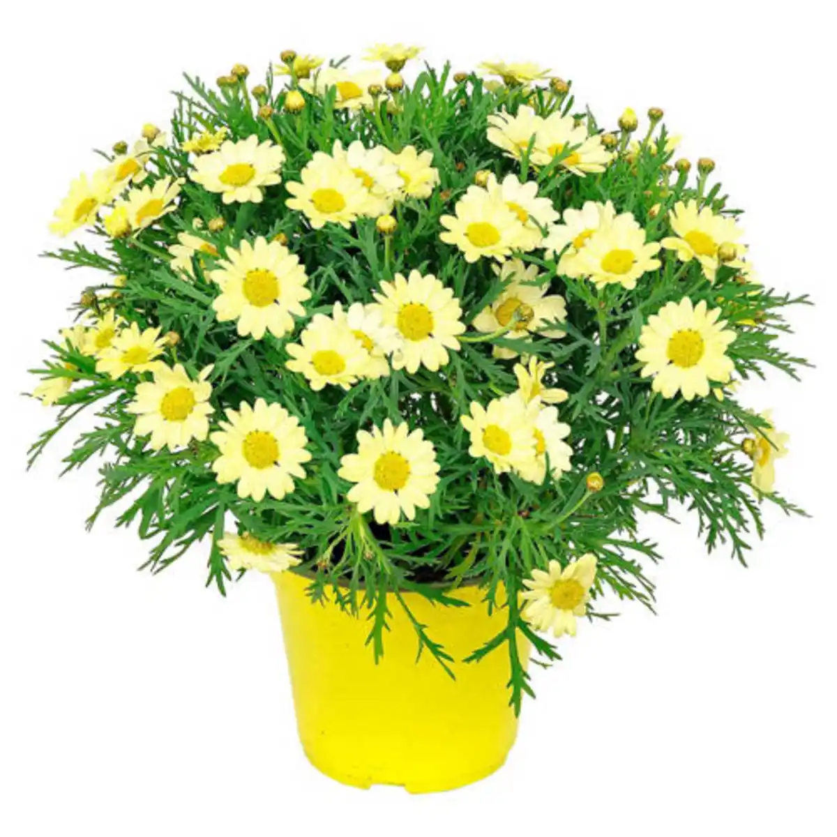 Bild 1 von GARDENLINE Italienischer Blühmix, Strauchmargerite