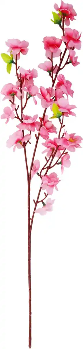 Bild 3 von Blütenzweig