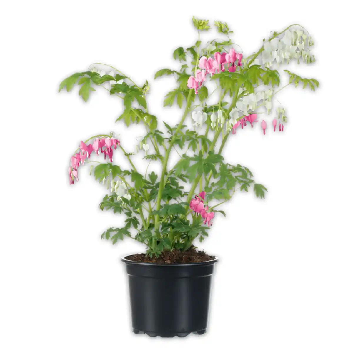 Bild 1 von Finest Garden Tränendes Herz Duo