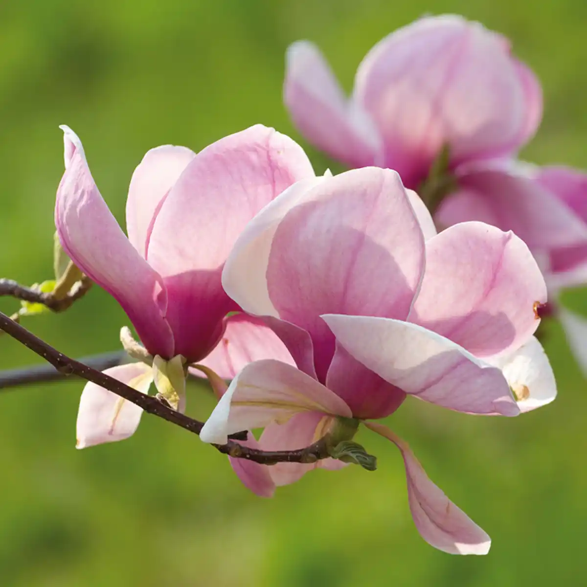 Bild 1 von Finest Garden Magnolie
