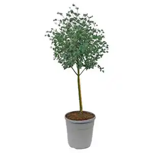 GARDENLINE Eukalyptus Stämmchen