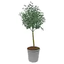 Bild 1 von GARDENLINE Eukalyptus Stämmchen