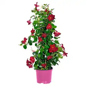 GARDENLINE Dipladenie Pyramide rot