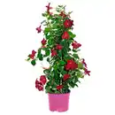 Bild 1 von GARDENLINE Dipladenie Pyramide rot