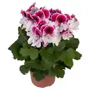 Bild 1 von GARDENLINE Edelgeranien T12, Pink
