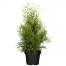 Bild 1 von toom Lebensbaum 'Brabant'  19 cm Topf