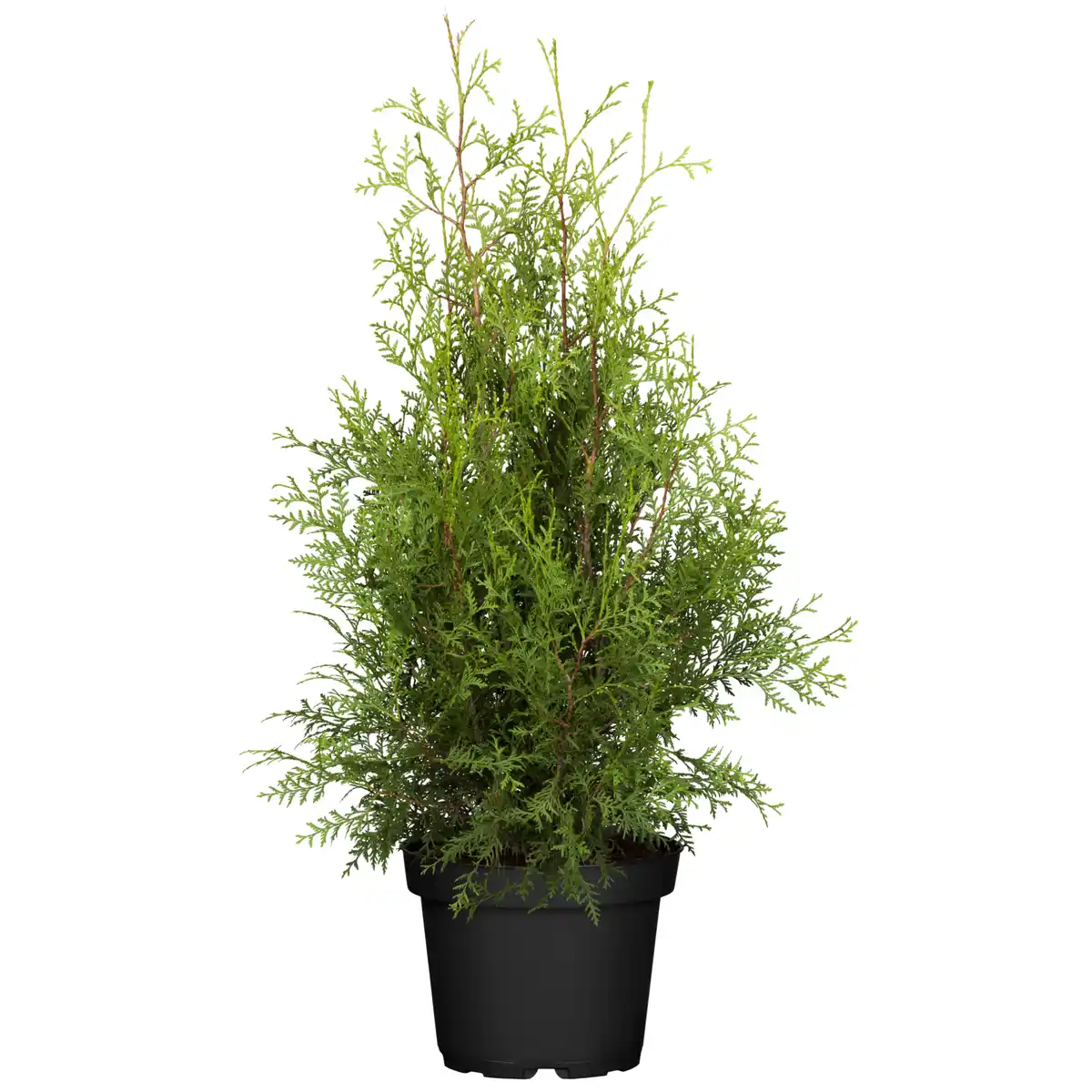 Bild 1 von toom Lebensbaum 'Brabant'  19 cm Topf