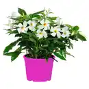 Bild 1 von GARDENLINE Dipladenie Busch T10,5 Weiß