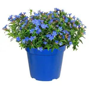 GARDENLINE Italienischer Blühmix, Steinsame