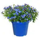 Bild 1 von GARDENLINE Italienischer Blühmix, Steinsame