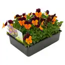 Bild 1 von GARDENLINE Hornveilchen Pressballen 6er-Set, Gelb