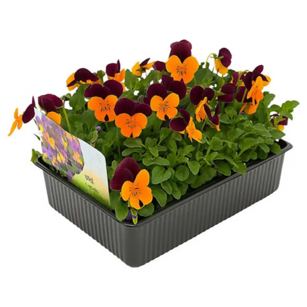 Bild 1 von GARDENLINE Hornveilchen Pressballen 6er-Set, Gelb