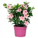 Bild 1 von GARDENLINE Dipladenie Busch rosa-pink
