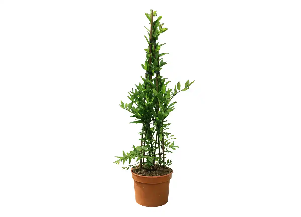 Bild 1 von Pyramiden-Busch Granatapfel oder Feige