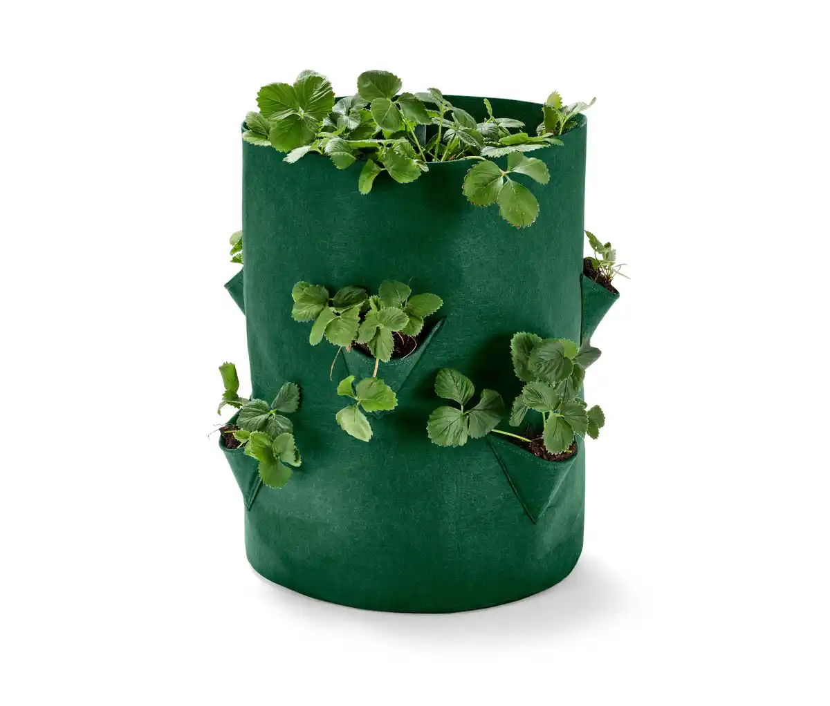 Bild 1 von Erdbeeren-Pflanztasche