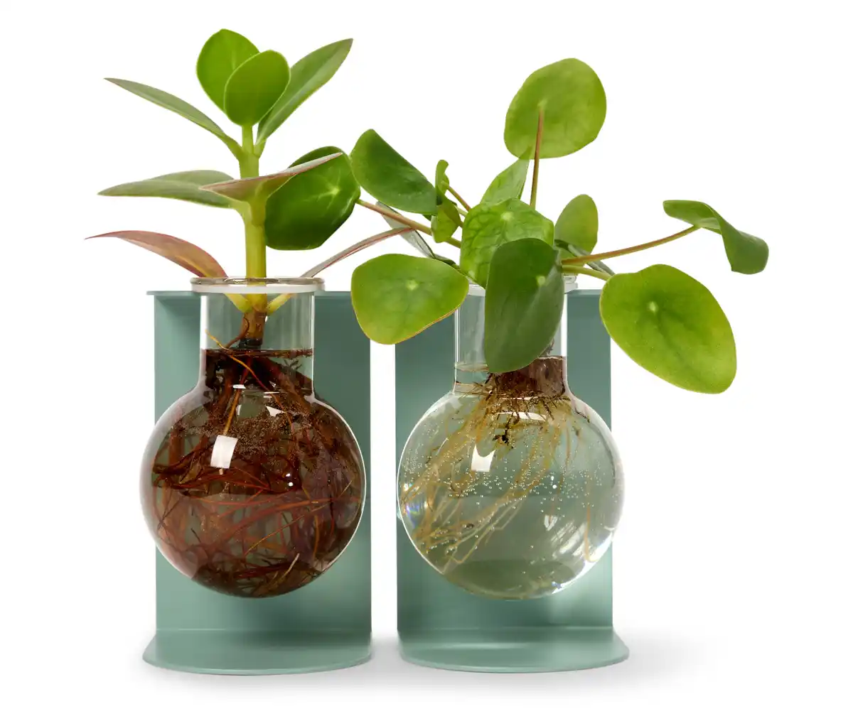 Bild 1 von Ableger- und Vermehrungsstation