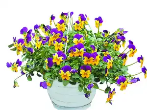 Hornveilchen-Ampel im 25 cm Topf