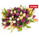 Bild 1 von Tulpen „Hot & Fresh“*