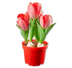 Tulpen*