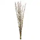 Bild 1 von Weidenkätzchen vorgetrieben