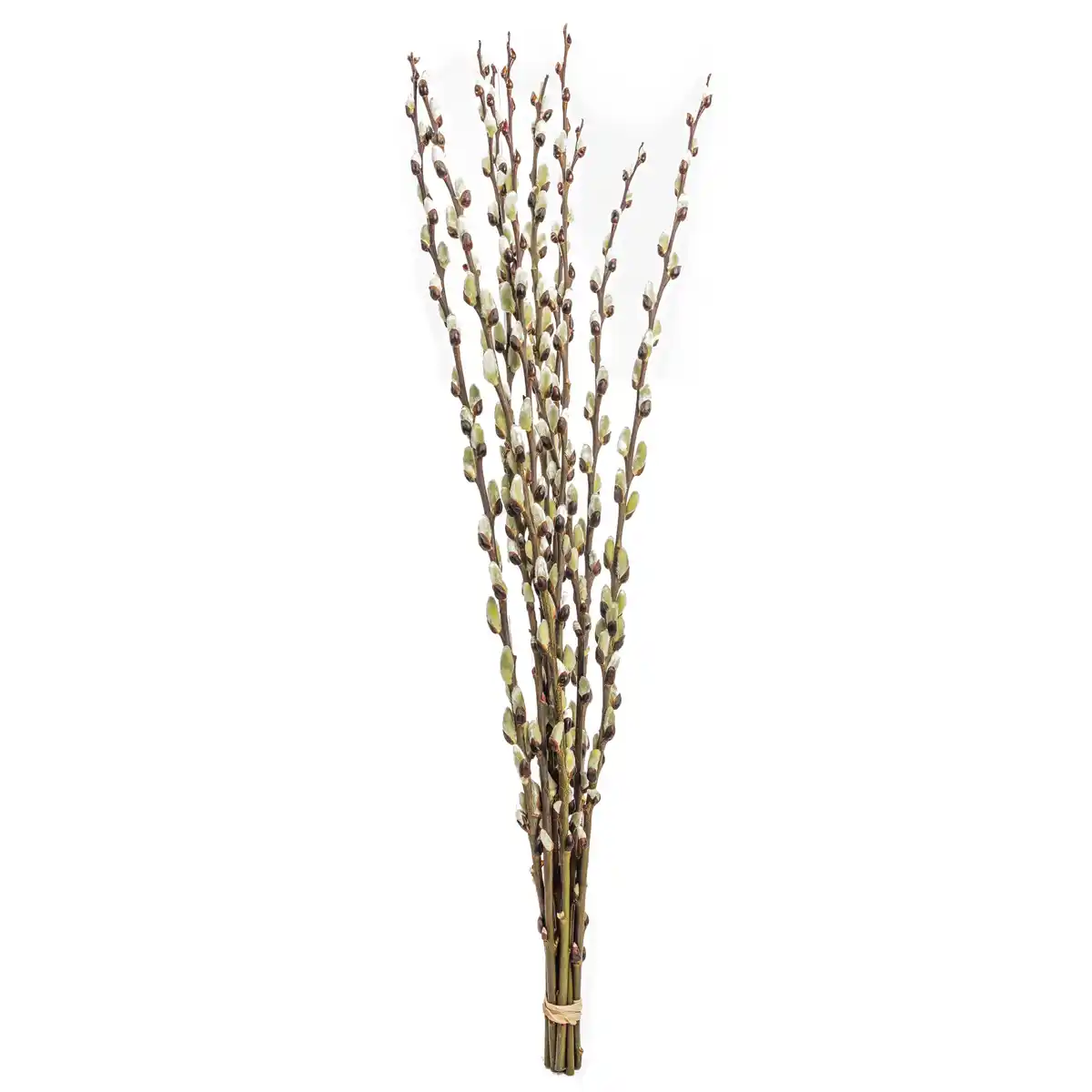 Bild 1 von Weidenkätzchen vorgetrieben