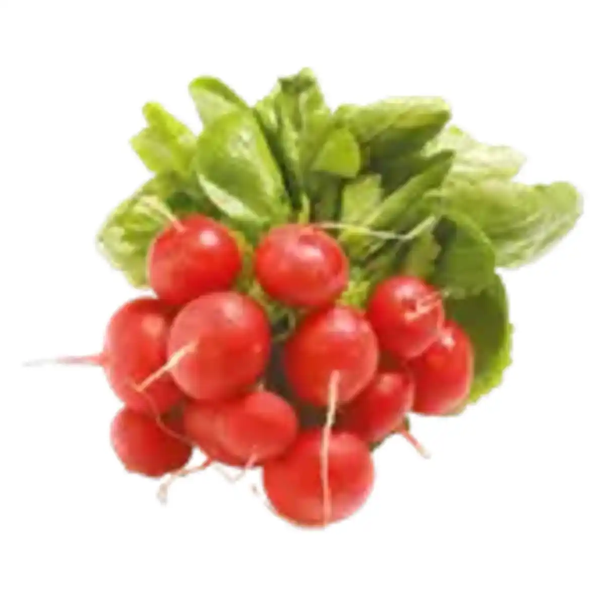 Bild 1 von Radieschen