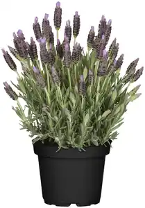 Schopf Lavendel Lavandula Stoechas im 14 cm Topf