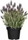 Bild 1 von Schopf Lavendel Lavandula Stoechas im 14 cm Topf