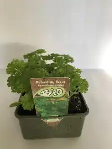 Bio Salat- und Gemüsesetzlinge Petersilie krause 6 er Schale