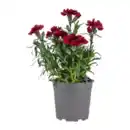 Bild 2 von GARDENLINE Nelken